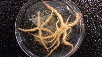 Media type: image;   Invertebrate Zoology 153141 Description: live specimen;